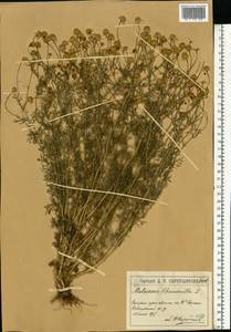 Ромашка ободранная, Ромашка лекарственная L., Восточная Европа, Московская область и Москва (E4a) (Россия)