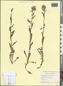 Erigeron acris subsp. acris, Кавказ, Дагестан (K2) (Россия)