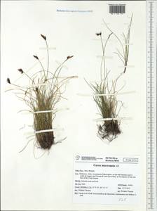 Carex mucronata All., Западная Европа (EUR) (Италия)