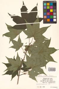 Клен моно, Клен мелколистный (Maxim.) H.Ohashi, Сибирь, Дальний Восток (S6) (Россия)