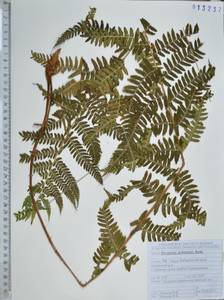 Щитовник сихотинский Kom., Сибирь, Дальний Восток (S6) (Россия)