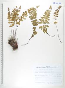 Вудсия головатая, Вудсия гладковатая R.Br., Сибирь, Дальний Восток (S6) (Россия)