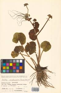 Caltha palustris var. minor (Mill.) DC., Сибирь, Чукотка и Камчатка (S7) (Россия)