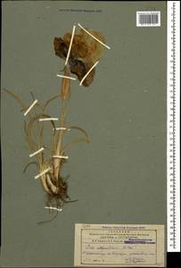 Iris iberica subsp. elegantissima (Sosn.) Fed. & Takht., Кавказ, Азербайджан (K6) (Азербайджан)