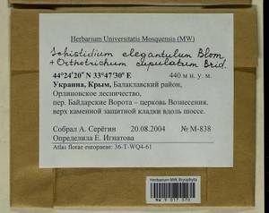Orthotrichum cupulatum Hoffm. ex Brid., Гербарий мохообразных, Мхи - Крым (B3a) (Россия)