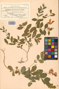 Lathyrus japonicus var. maritimus (L.) J.T.Kartesz & Gandhi, Сибирь, Чукотка и Камчатка (S7) (Россия)