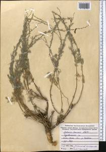 Artemisia tenuisecta Nevski, Средняя Азия и Казахстан, Памир и Памиро-Алай (M2) (Таджикистан)