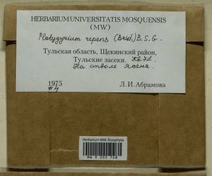 Platygyrium repens (Brid.) Schimp., Гербарий мохообразных, Мхи - Центральное Нечерноземье (B6) (Россия)