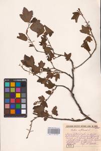 Смородина альпийская L., Восточная Европа, Северо-Западный район (E2) (Россия)