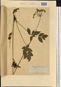 Дудник лесной L., Восточная Европа, Московская область и Москва (E4a) (Россия)