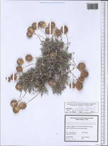 Astragalus raddei Basilevsk., Зарубежная Азия (ASIA) (Иран)