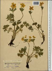 Anemonastrum narcissiflorum subsp. chrysanthum (Ulbr.) Raus, Кавказ, Северная Осетия, Ингушетия и Чечня (K1c) (Россия)