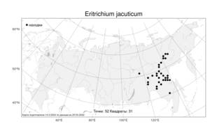 Eritrichium jacuticum, Незабудочник якутский Popov, Атлас флоры России (FLORUS) (Россия)