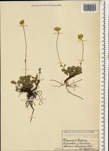 Archanthemis marschalliana subsp. pectinata (Boiss.) Lo Presti & Oberpr., Кавказ, Ставропольский край, Карачаево-Черкесия, Кабардино-Балкария (K1b) (Россия)