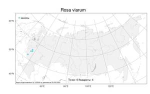 Rosa viarum, Шиповник придорожный A. K. Skvortsov, Атлас флоры России (FLORUS) (Россия)
