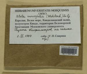 Ulota curvifolia (Wahlenb.) Sw., Гербарий мохообразных, Мхи - Карелия, Ленинградская и Мурманская области (B4) (Россия)