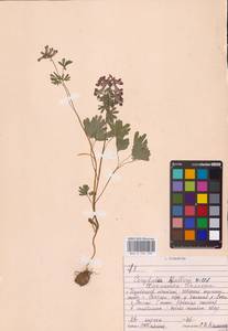 Хохлатка плотная (L.) Clairv., Восточная Европа, Средневолжский район (E8) (Россия)