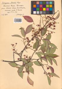 Бересклет Маака Rupr., Сибирь, Дальний Восток (S6) (Россия)