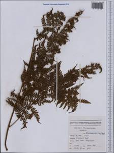 Dicksonia thyrsopteroides Mett., Австралия и Океания (AUSTR) (Новая Каледония)