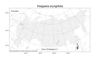 Kitagawia eryngiifolia, Китагавия синеголовниколистная (Kom.) Pimenov, Атлас флоры России (FLORUS) (Россия)