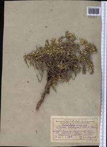 Чабрец Кочи Boiss. & Hohen., Средняя Азия и Казахстан, Западный Тянь-Шань и Каратау (M3) (Казахстан)