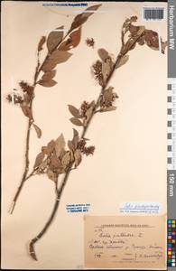 Ива ложнопятитычинковая (Flod.) Flod., Монголия (MONG) (Монголия)