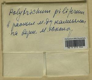 Polytrichum piliferum Hedw., Гербарий мохообразных, Мхи - Карелия, Ленинградская и Мурманская области (B4) (Россия)