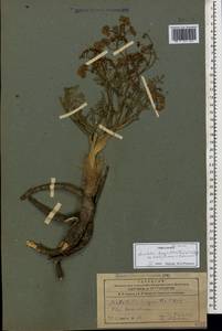 Leiotulus dasyanthus (K. Koch) Pimenov & Ostr., Кавказ, Азербайджан (K6) (Азербайджан)