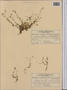 Диходон ясколковый (L.) Rchb., Западная Европа (EUR) (Норвегия)