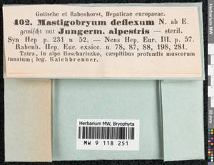 Bazzania tricrenata (Wahlenb.) Lindb., Гербарий мохообразных, Мхи - Западная Европа (BEu) (Словакия)