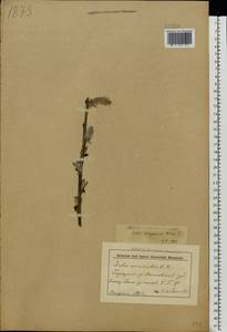 Ива Гмелина, Ива шерстистопобеговая Pall., Восточная Европа, Белоруссия (E3a) (Белоруссия)