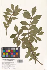 Бересклет крылатый (Thunb.) Siebold, Сибирь, Дальний Восток (S6) (Россия)