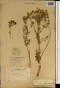 Порезник серый (Stephan ex Willd.) O. Fedtsch. & B. Fedtsch., Зарубежная Азия (ASIA) (Неизвестно)