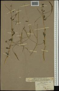 Гинандропсис тычинко-пестичный (L.) Briq., Австралия и Океания (AUSTR) (Французская Полинезия)