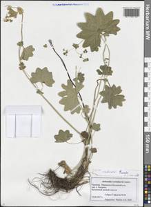 Манжетка Воротникова Czkalov, Восточная Европа, Средневолжский район (E8) (Россия)