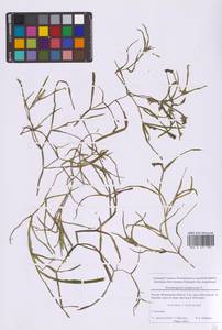 Рдест сплюснутый L., Восточная Европа, Московская область и Москва (E4a) (Россия)