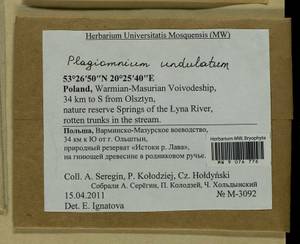 Plagiomnium undulatum (Hedw.) T.J. Kop., Гербарий мохообразных, Мхи - Западная Европа (BEu) (Польша)