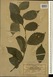 Вяз голый, Вяз шершавый Huds., Кавказ, Азербайджан (K6) (Азербайджан)