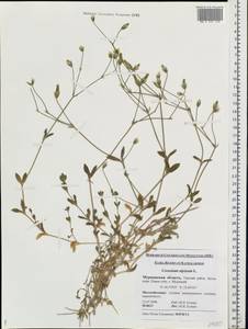 Ясколка альпийская L., Восточная Европа, Северный район (E1) (Россия)