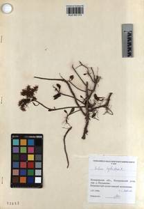 KUZ 003 372, Очиток гибридный (L.) 't Hart, Сибирь, Алтай и Саяны (S2) (Россия)