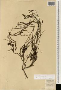 Lavandula canariensis (L.) Mill., Африка (AFR) (Испания)