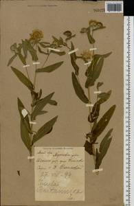 Pentanema britannicum (L.) D. Gut. Larr., Santos-Vicente, Anderb., E. Rico & M. M. Mart. Ort., Восточная Европа, Северо-Украинский район (E11) (Украина)