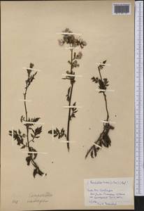 Erechtites hieraciifolia (L.) Raf. ex DC., Америка (AMER) (Куба)