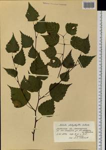 Betula pendula subsp. mandshurica (Regel) Ashburner & McAll., Ботанические сады и дендрарии (GARD) (Россия)