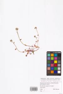 Ложечница гренладская L., Восточная Европа, Северный район (E1) (Россия)