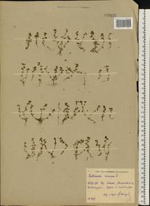 Lysimachia minima (L.) U. Manns & Anderb., Восточная Европа, Центральный район (E4) (Россия)