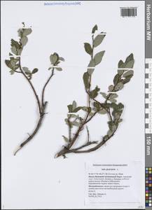 Ива филиколистная L., Сибирь, Западная Сибирь (S1) (Россия)