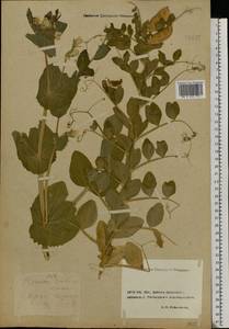 Lathyrus oleraceus Lam., Восточная Европа, Ростовская область (E12a) (Россия)