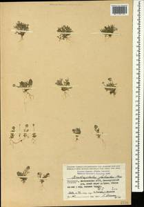 Рогоглавник серповидный (L.) Cramer, Кавказ, Дагестан (K2) (Россия)