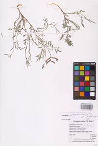 Astragalus astrachanicus Sytin & Laktionov, Восточная Европа, Нижневолжский район (E9) (Россия)